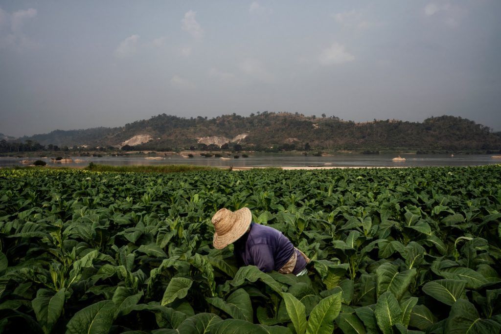 Nông dân trồng cây thuốc lá bên bờ sông Mekong, gần Sangkhom, Thái Lan. Ảnh: The New York Times.