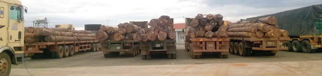 Các xe tải chở gỗ Campuchia được chụp ở cửa khẩu Lệ Thanh tỉnh Gia Lai ngày 12/2016. Ảnh: EIA.