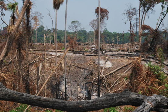 Đốt phá rừng trong khu đất của Dong Nai Kratie, một công ty con của VRG. Ảnh: Global Witness