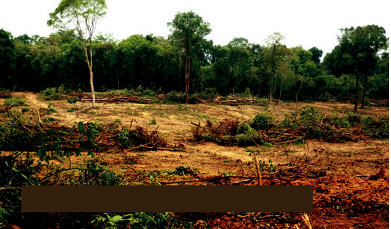 Chặt phá rừng để lấy đất trồng cao su trong khu đất của Hoang Anh Mang Yang, một công ty con của VRG. Ảnh: Global Witness.